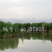 λ
